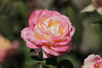pink rose