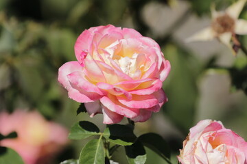 pink rose in garden