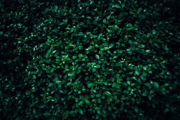 Green Garden Privet hedge leaves texture pattern