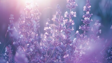 Fototapeta premium Sunlit violet flowers on lavender backdrop