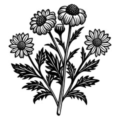 botanical image of a Matricaria chamomilla, black and white flowers, flower, vector, floral, nature, pattern, illustration