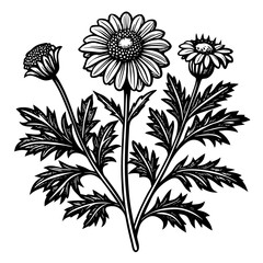 illustration of a flower,flower, floral, vector, 