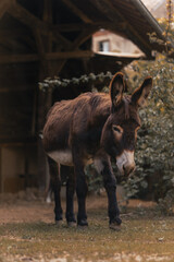 Fototapeta premium Donkey walking on a farm