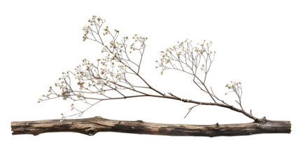 dry tree branches isolated on transparent background