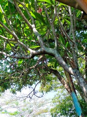 low angle of green and shady trees with large trunks and branches, among other trees with a blue sky background