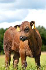 Black angus calf on summer day standing in grass