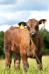 Black angus calf on summer day standing in grass