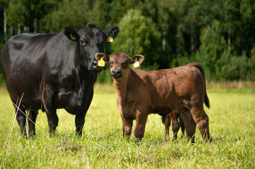 Black angus calf on summer day standing in grass