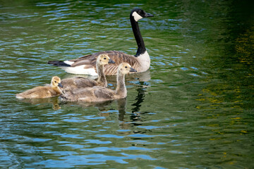 Mama goose and her babies float on a pond