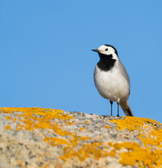 Graceful White Wagtail Perched on Mossy Rock