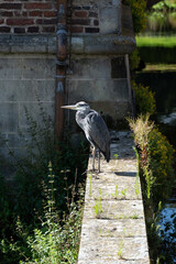 Great blue heron standing near a pond