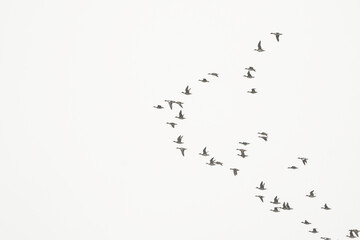 Flock of wigeons flying in formation