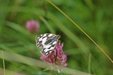 Schachbrettfalter (Melanargia galathea) auf Rotklee (Trifolium pratense)
