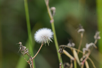 Closeup of the flying seeds of a thistle