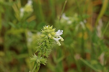 Einjähriger Ziest (Stachys annua)