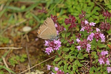 Abgeflogener Kreuzdorn-Zipfelfalter (Satyrium spini) auf Thymian (Thymus pulegioides)