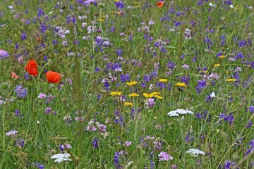 Wildkräuteracker mit Bunter Kronwicke (Securigera varia), Gewöhnlichem Feldrittersporn (Consolida regalis), Färberkamille (Cota tinctoria), Wilder Möhre , Schafgarbe und Acker-Witwenblume  © Schmutzler-Schaub
