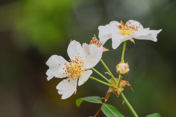 Closeup of wild rose flowers
