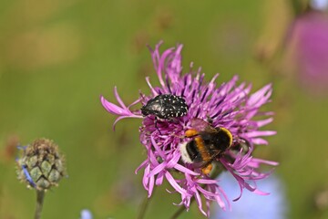 Trauer-Rosenkäfer (Oxythyrea funesta) auf Skabiosen-Flockenblume (Centaurea scabiosa)