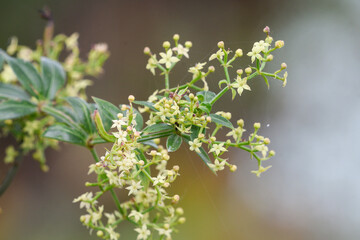 Closeup of common wild madder flowers