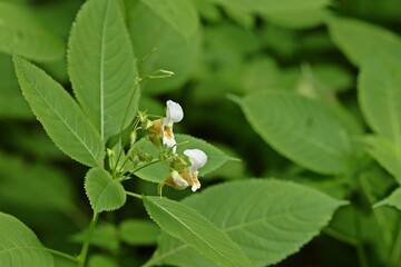Fototapeta premium Buntes Springkraut (Impatiens edgeworthii)