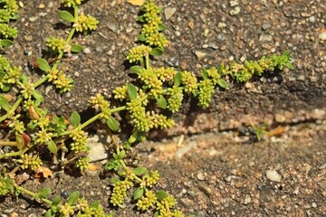 Kahles Bruchkraut (Herniaria glabra) in Pflasterfuge