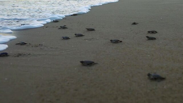 A group of infant Caretta caretta marine turtles are meeting with the waves and running through the sea on a beach.