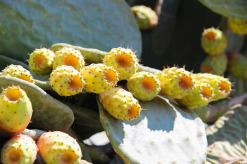 Opuncja figowa (Opuntia ficus-indica), egzotyczny kwiat, dojrzałe owoce, tło, tapeta © anettastar