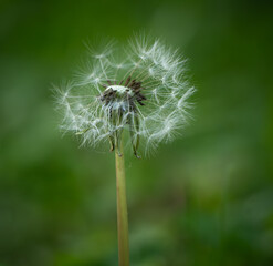 Dandelion