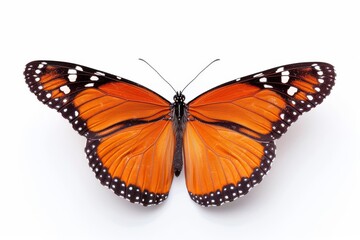 Obraz premium Colorful Orange and White Butterfly Bright and Cheerful Close up View