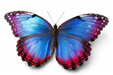 Fototapeta premium Elegant Blue and Pink Butterfly Delicate and Striking Close up Photography