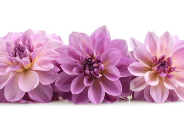 Fototapeta premium Pink and purple dahlia blossoms soft and detailed petal textures elegant floral arrangement neutral background perfect for decorative purposes and floral art inspiration
