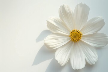 Obraz premium White cosmos flower with yellow center detailed petal textures natural light neutral background elegant and serene floral photography