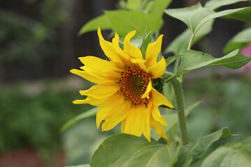 sunflower and bee