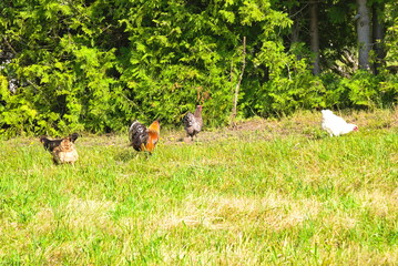 freilaufende Hühner und Hahn