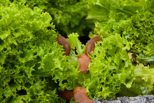 Schneckenplage im Garten am Salat