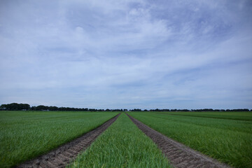 Landwirtschaftliche Fläche mit Zwiebel Anbau und Fahrspur von Traktoren