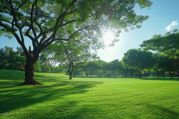 Fototapeta premium Scenic park with lush green lawn and tall trees peaceful outdoor space serene nature scene sunny day