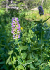 Nettle-leaf Giant Hyssop (Agastache urticifolia)