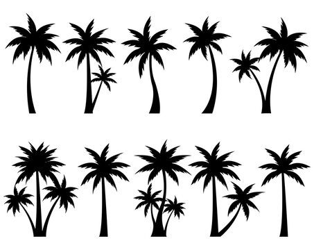 Big Set Palm Tree Isolated White Background