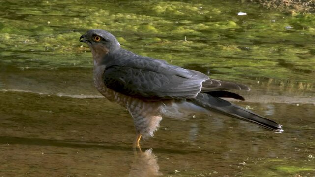Eurasian sparrowhawk or Accipiter nisus observed in Jhalana Leopard Reserve near Jaipur in Rajasthan, India