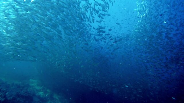 Graceful, synchronized movements of countless sardines as they navigate through the ocean in shimmering, silvery shoals
