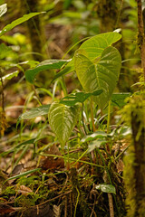 landscape and plants in the Barva section of the Braulio Carillo national park in Costa Rica
