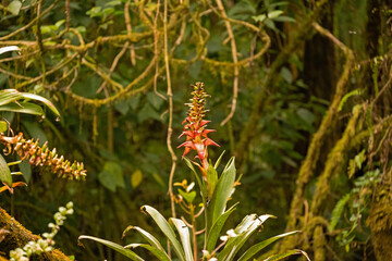 landscape and plants in the Barva section of the Braulio Carillo national park in Costa Rica