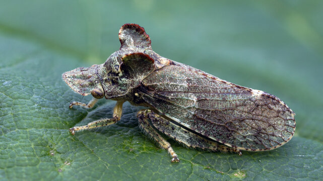  Echte Ohrzikade - Ledra aurita