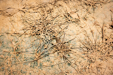 dry grass in a brown puddle in the countryside