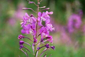 Purple flowers of Willow-herb (Ivan tea, fireweed) on summer field