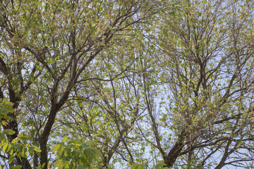 Top view of several green trees with some leaves in spring, against a clear blue sky. The branches and trunks appear to be slightly new or young as they grow