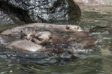 A group of otter in the zoo