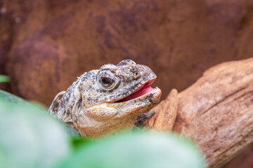 Fototapeta premium A lizard closeup 